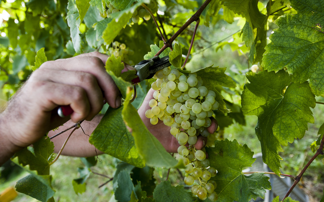 Giovedì 18 maggio il workshop intermedio del Cluster Paniere alimentare – Linea A Vernaccia